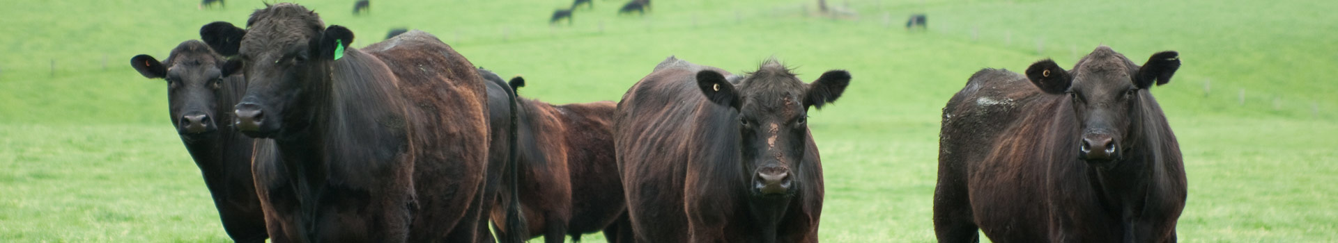 lazy l beef sides header
