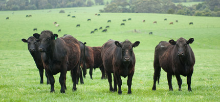 lazy l beef sides